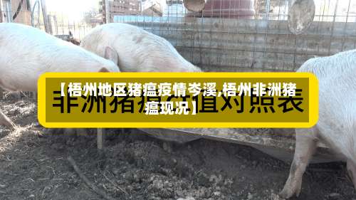 【梧州地区猪瘟疫情岑溪,梧州非洲猪瘟现况】-第1张图片